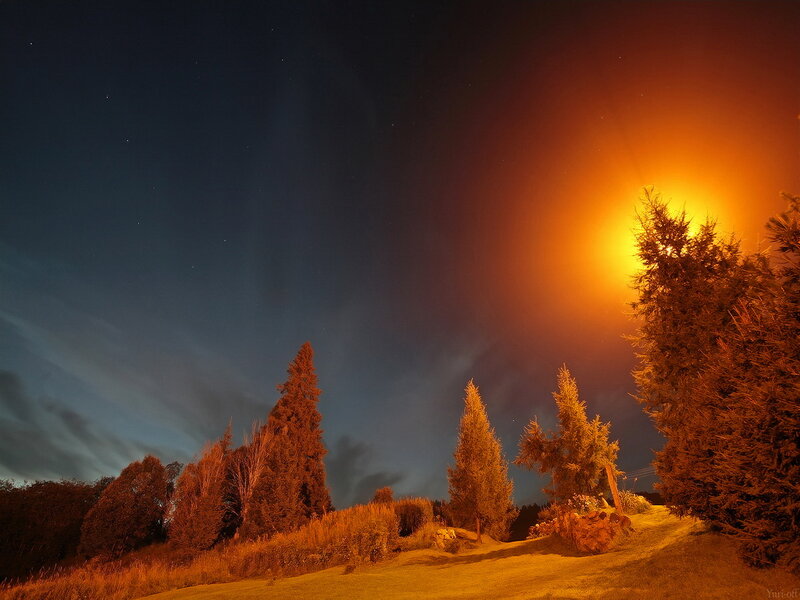 Trees under Night Sky
