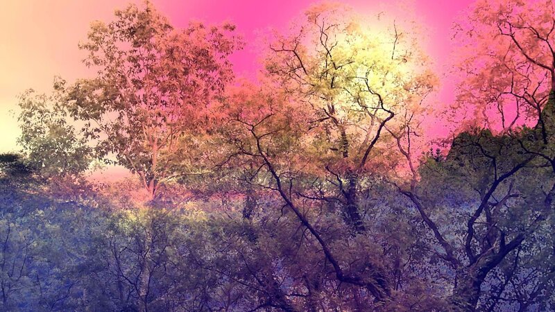 trees under pink sky