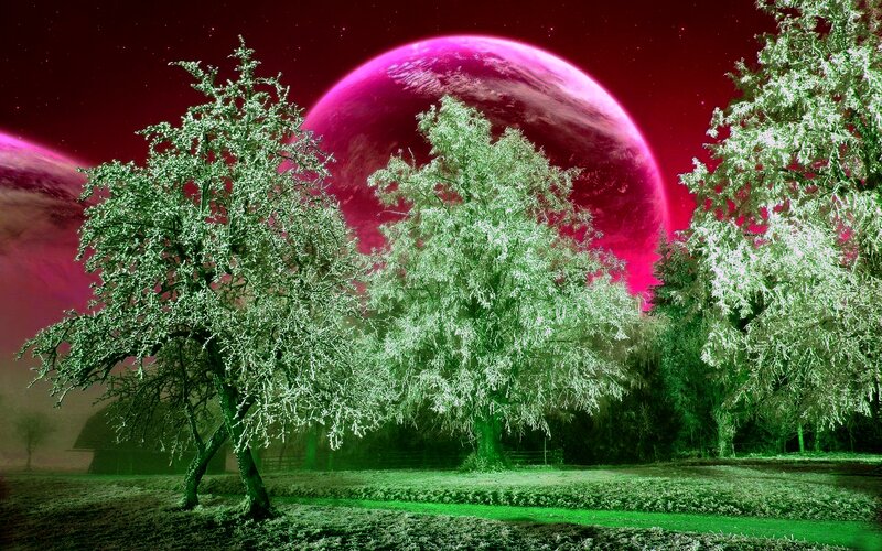 Trees under Red Planet