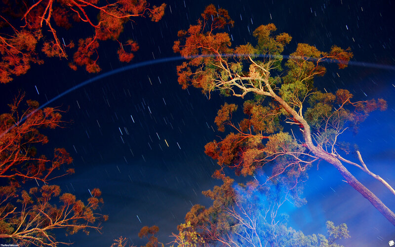 Trees under Star Trails