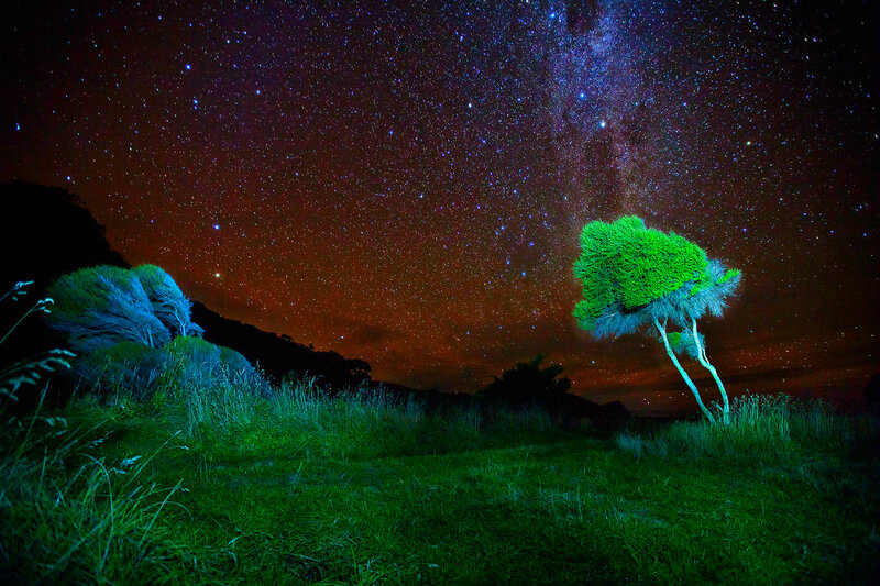 Trees under Starry Sky