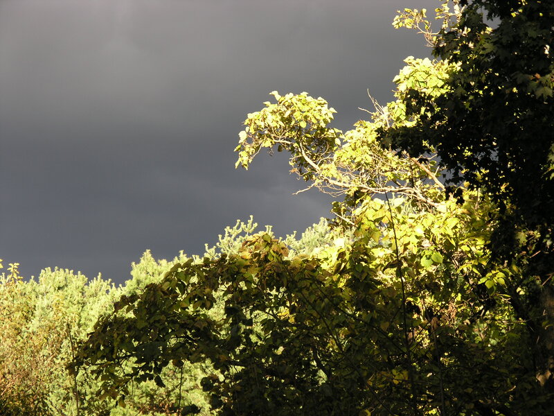 Trees under Stormy Sky — Green