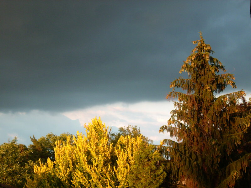 Trees under Stormy Sky