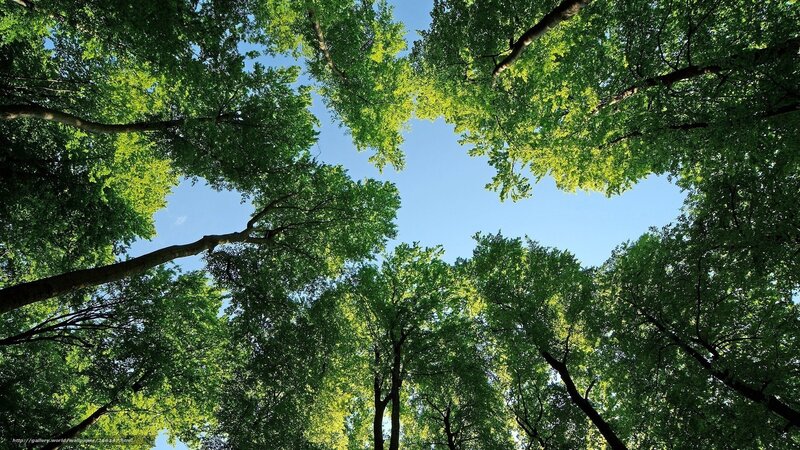 Trees Viewed from Below