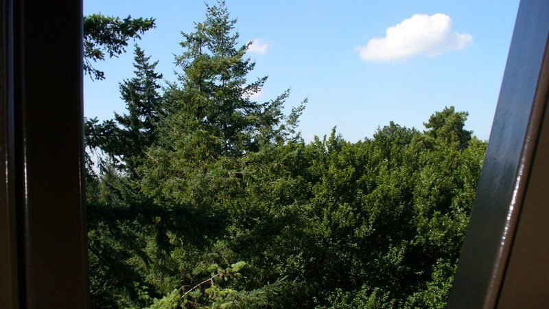Trees Viewed from Window
