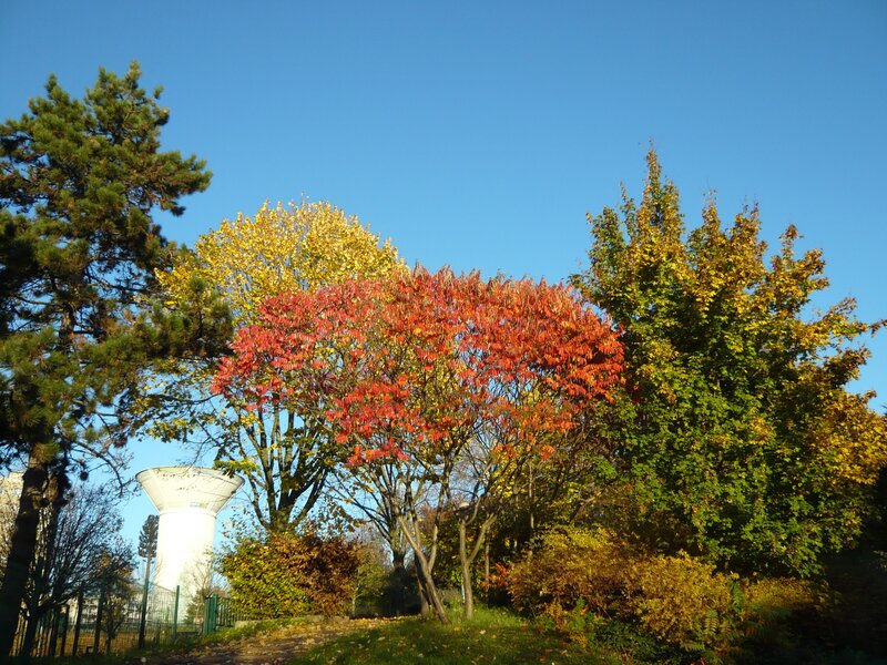 Trees with Autumn Foliage