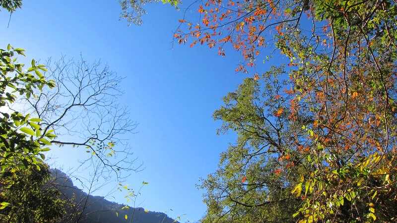 Trees with Autumn Leaves — Blue, Serene, Photograph