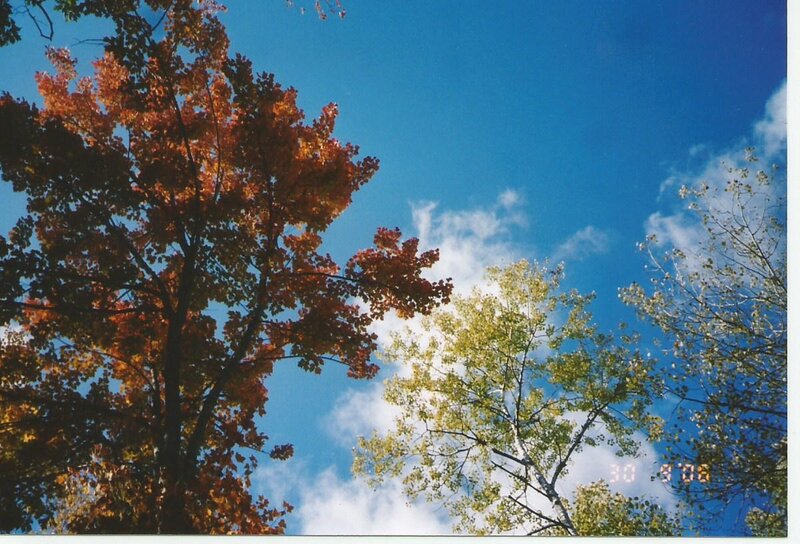Trees with Autumn Leaves — Blue, Serene