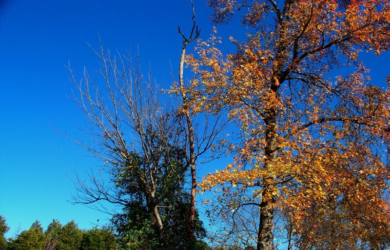 Trees with Autumn Leaves — Blue
