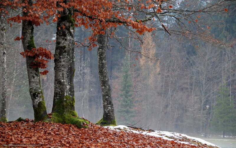Trees with Autumn Leaves — Brown, Serene