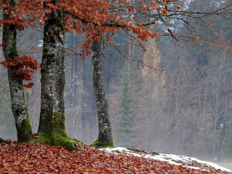 Trees with Autumn Leaves — Brown
