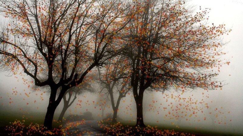 Trees with Autumn Leaves — Gray