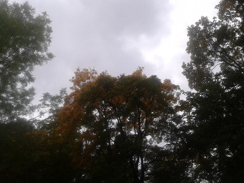 Trees with Autumn Leaves — Green, Overcast