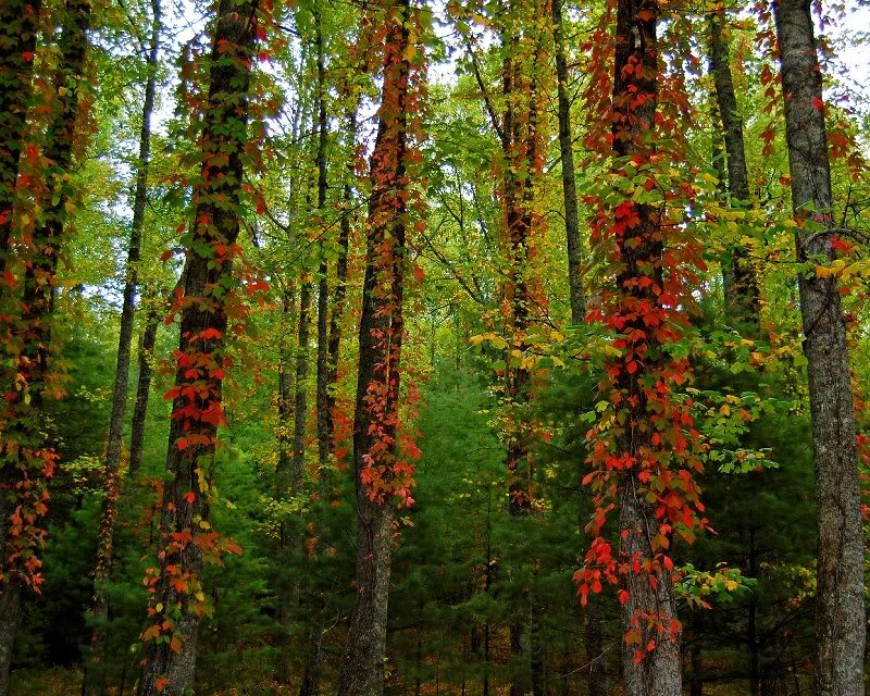Trees with Autumn Leaves — Green, Serene