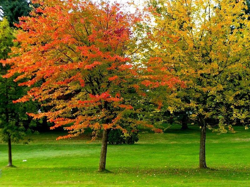 Trees with Autumn Leaves — Green