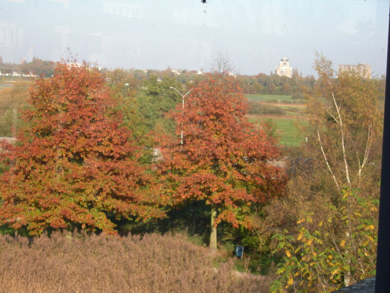 Trees with Autumn Leaves — Orange, Calm