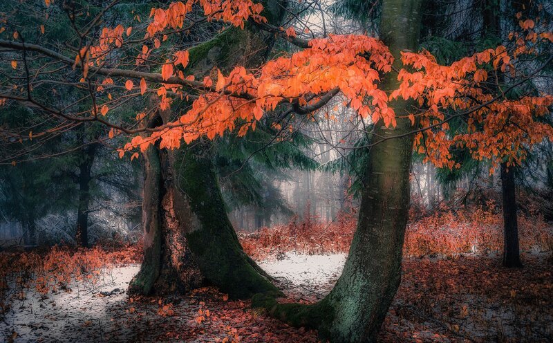 Trees with Autumn Leaves — Orange, Serene, Photograph, Forest