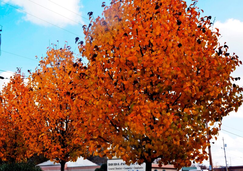 Trees with Autumn Leaves — Orange, Serene, Photograph