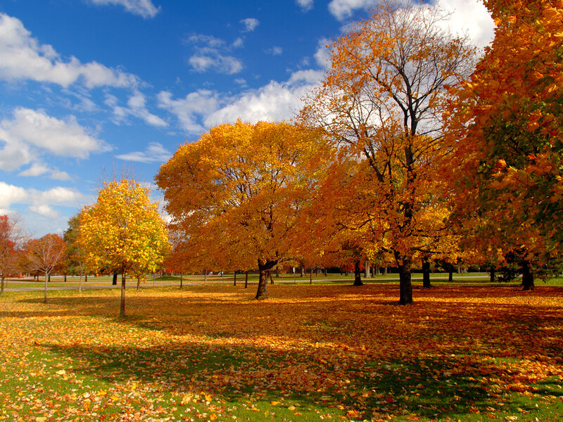 Trees with Autumn Leaves — Orange, Serene