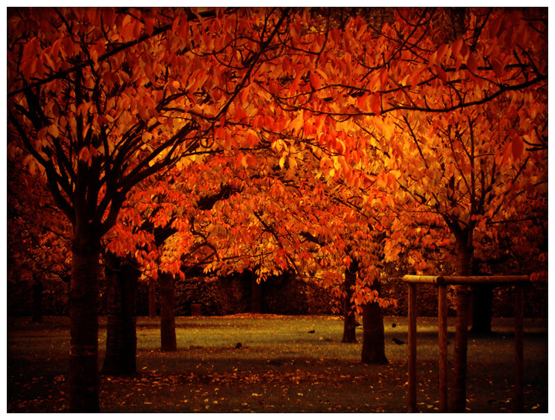 Trees with Autumn Leaves — Orange