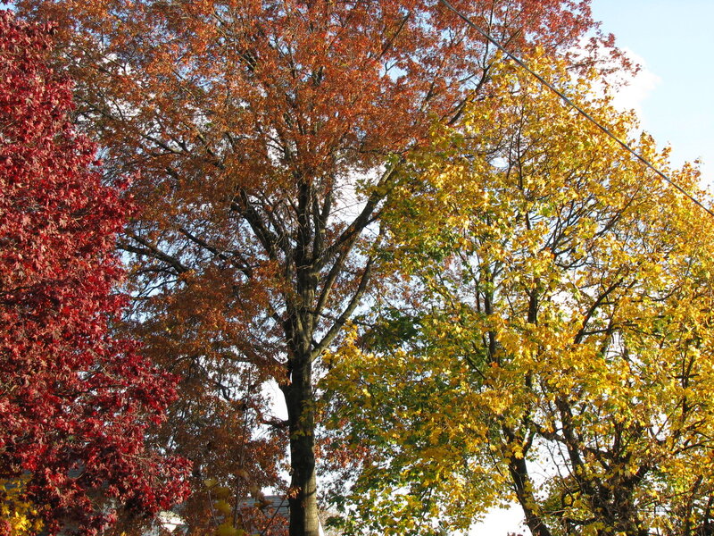 Trees with Autumn Leaves — Red, Serene, Photograph