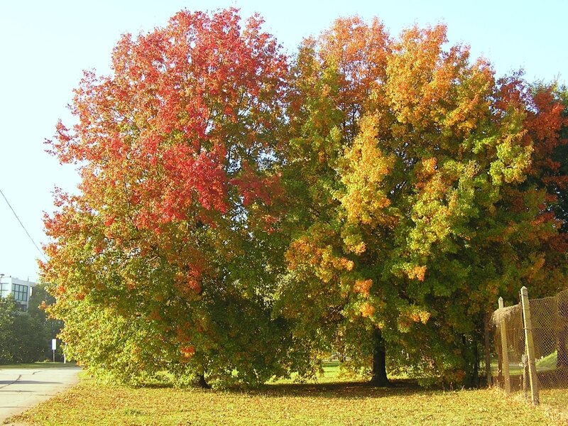 Trees with Autumn Leaves — Red