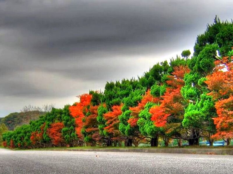 Trees with Autumn Leaves