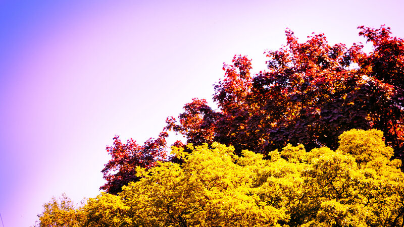Trees with Autumn Leaves — Yellow, Dramatic