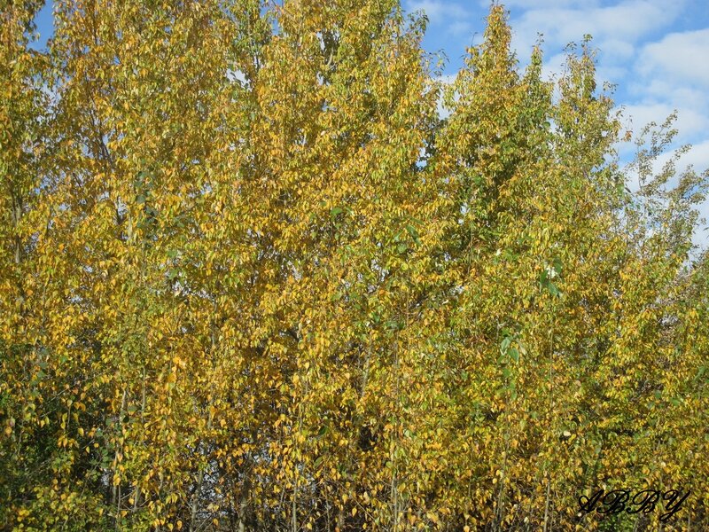 Trees with Autumn Leaves — Yellow, Serene, Photograph