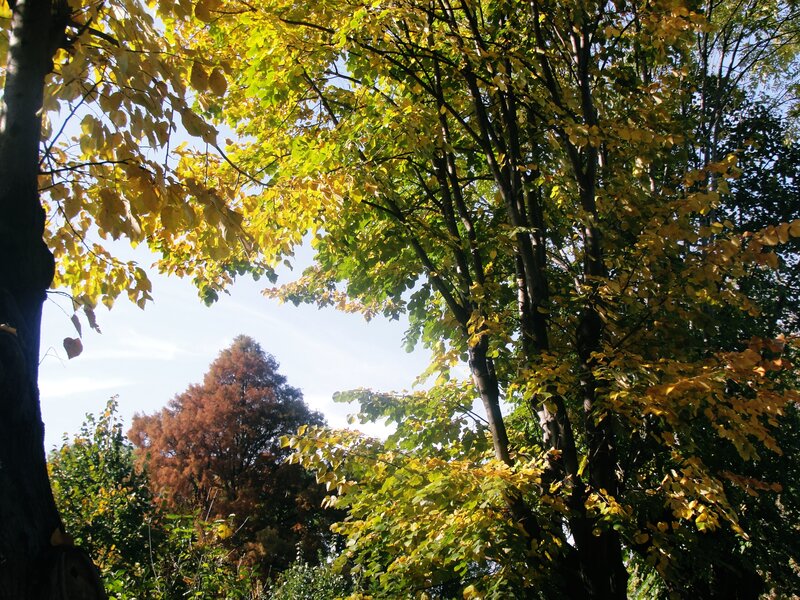 Trees with Autumn Leaves — Yellow, Serene