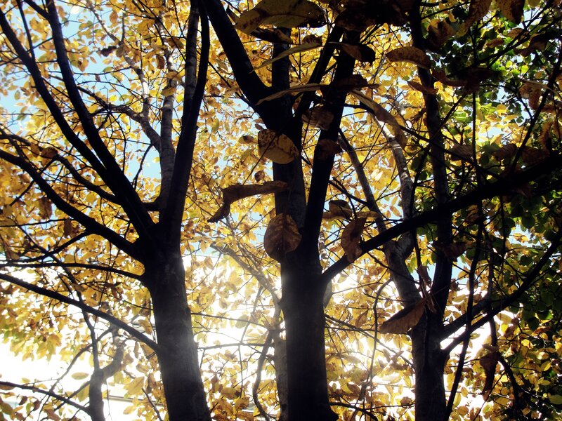 Trees with Autumn Leaves — Yellow
