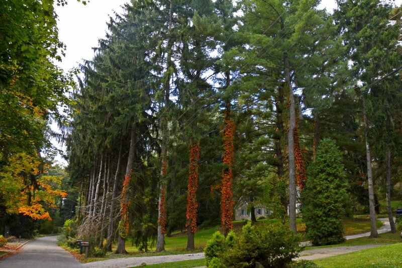 Trees with Autumn Vines