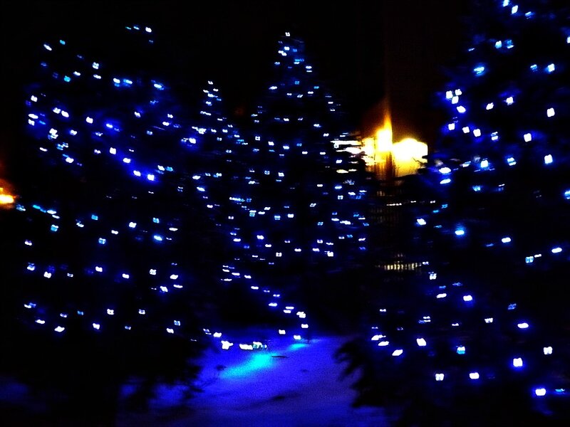 Trees with Blue Lights — Dark