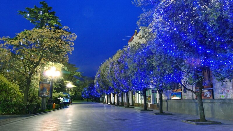 Trees with Blue Lights — Serene, Night, Photograph