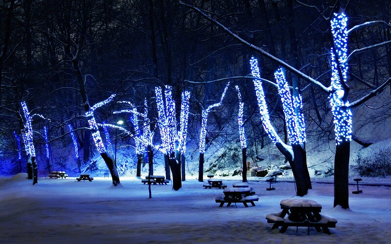 Trees with Blue Lights — Serene, Night
