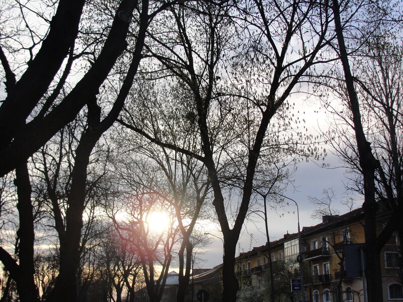 Trees with Budding Leaves