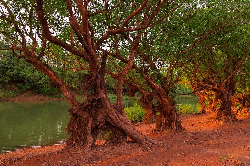 Trees with Exposed Roots