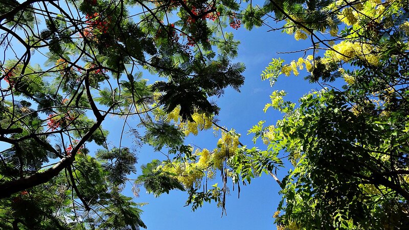 Trees with flowers against blue sky