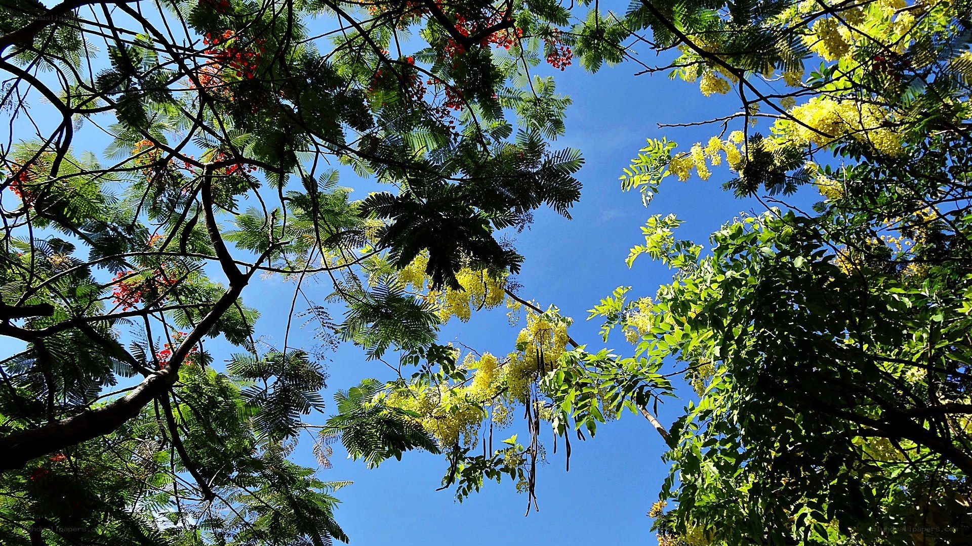Trees with flowers against blue sky