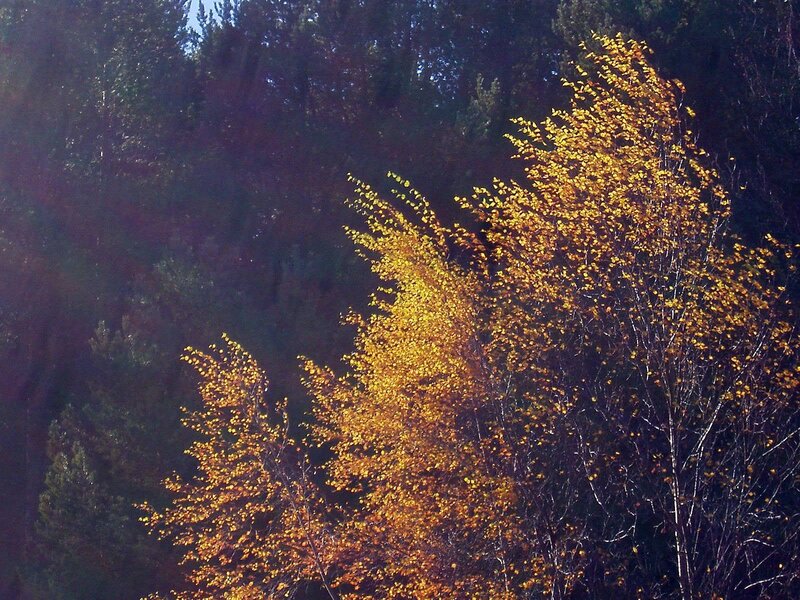 Trees with Golden Leaves