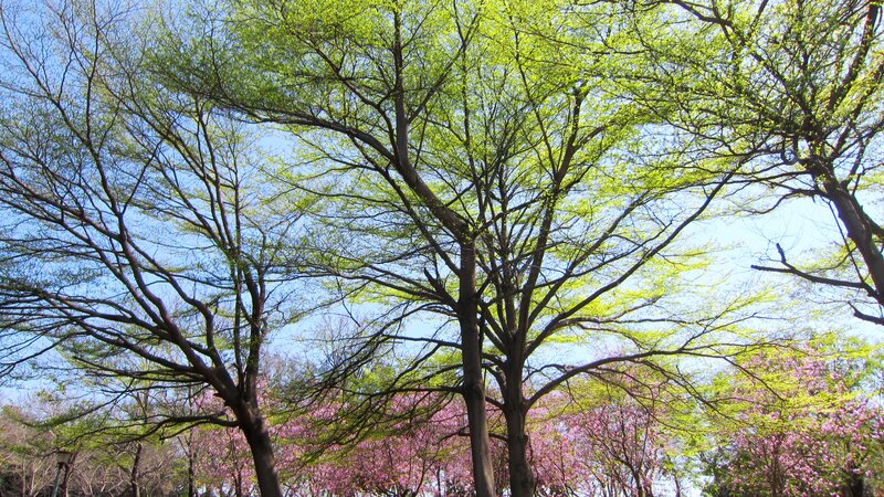 Trees with Green Leaves