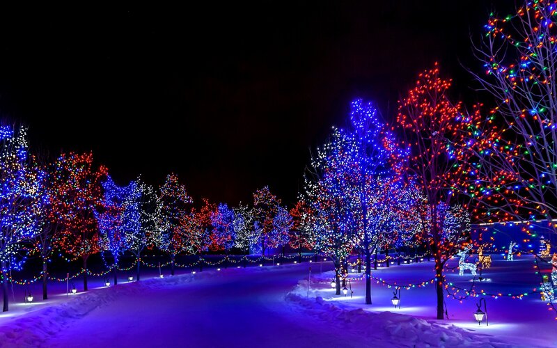 Trees with Holiday Lights — Blue, Festive, Night, Photograph