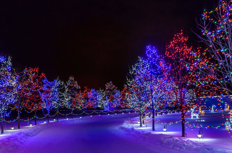 Trees with Holiday Lights — Blue, Festive, Night