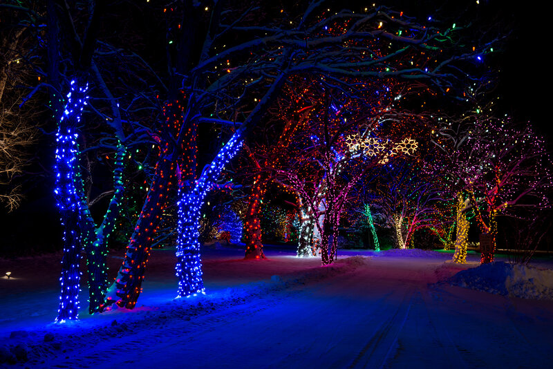 Trees with Holiday Lights — Blue, Festive