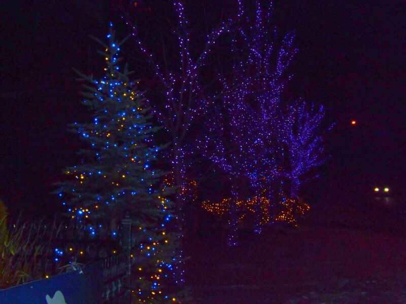 Trees with Holiday Lights