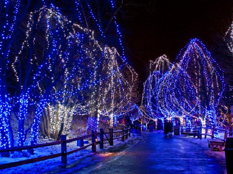 Trees with Lights at Night — Blue