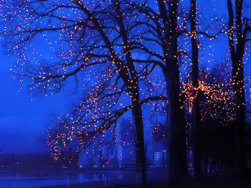 Trees with Lights at Night