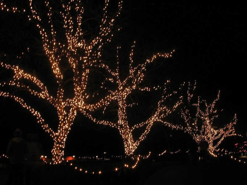 Trees with Lights — Black