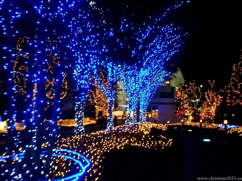 Trees with Lights — Blue, Festive, Night