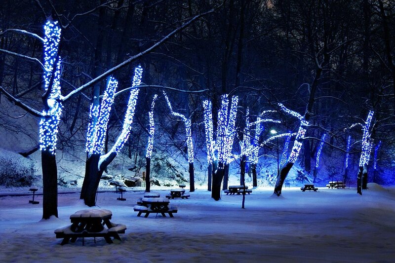 Trees with Lights in Snow — Blue